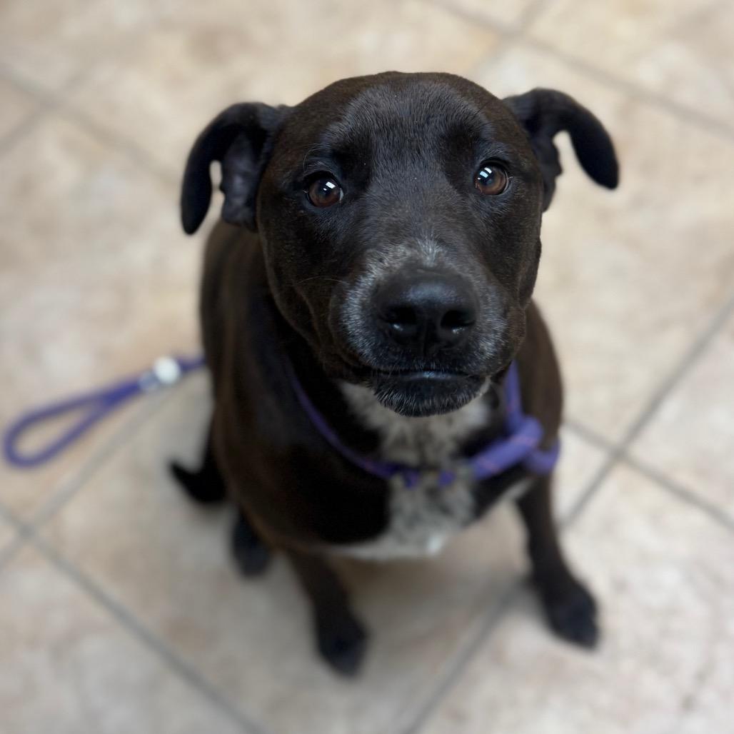 Rexx, a Adoptable mixed breed in Collinsville , OK image 2/3