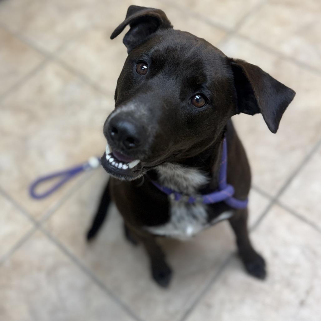 Rexx, a Adoptable mixed breed in Collinsville , OK image 3/3