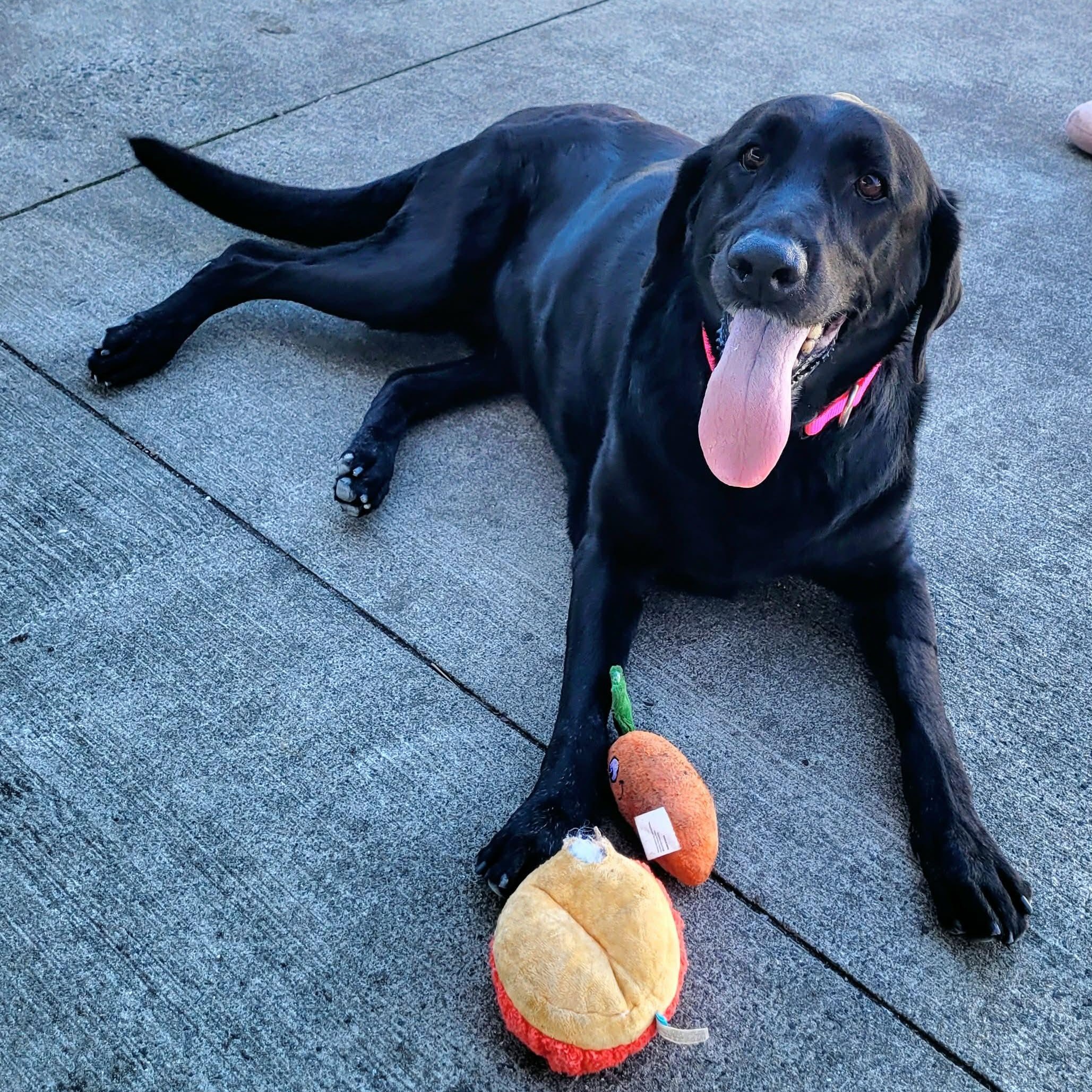 Enlarge Abby! Happy Senior Girl!, an adopted Labrador Retriever in Meriden, CT image 3/6