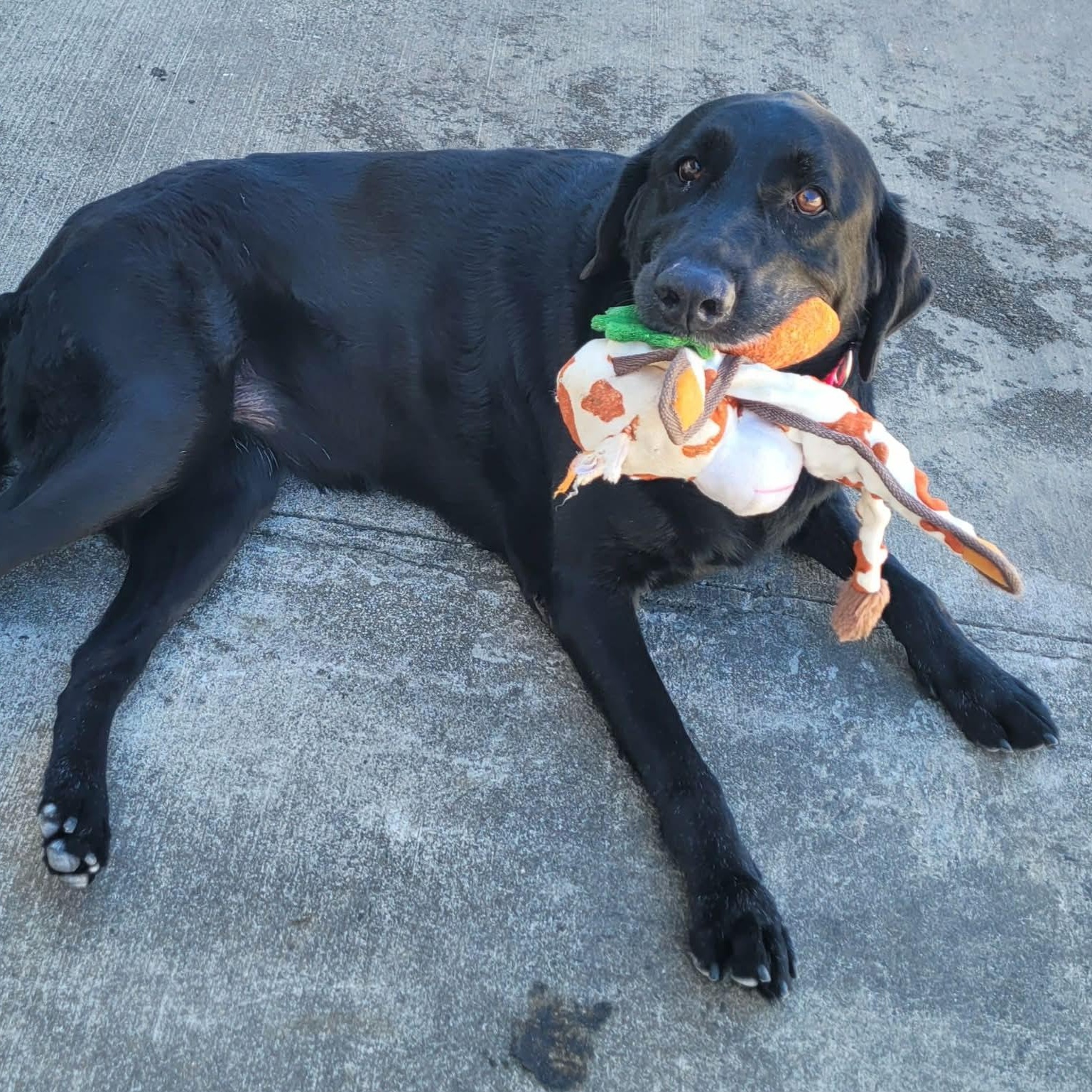 Enlarge Abby! Happy Senior Girl!, an adopted Labrador Retriever in Meriden, CT image 6/6