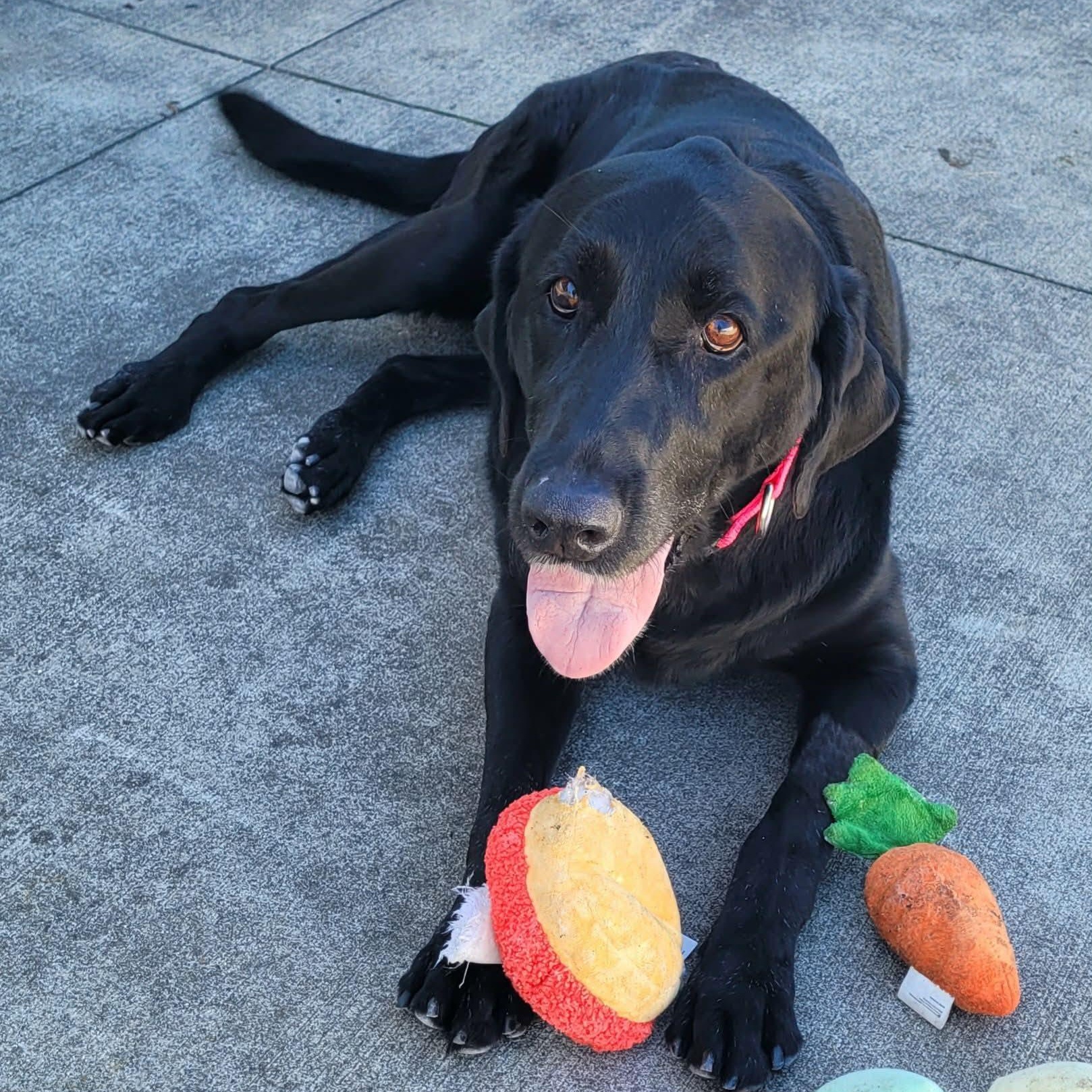 Enlarge Abby! Happy Senior Girl!, an adopted Labrador Retriever in Meriden, CT image 5/6