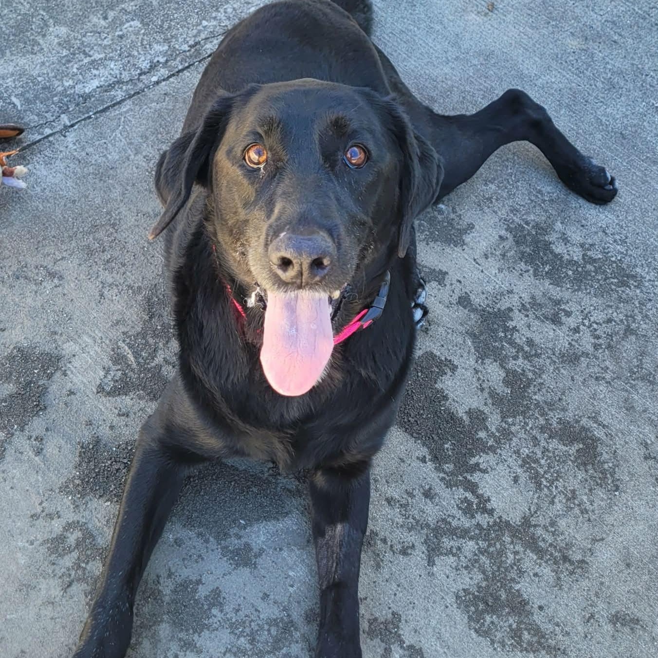 Enlarge Abby! Happy Senior Girl!, an adopted Labrador Retriever in Meriden, CT image 4/6