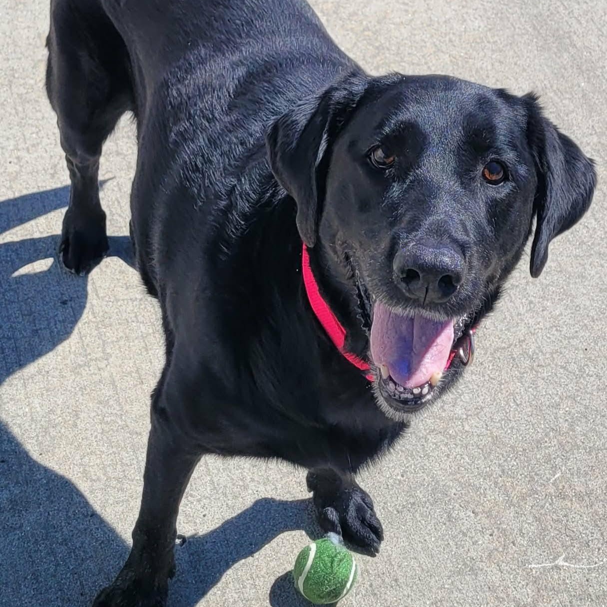 Abby! Happy Senior Girl!, adopted, Senior Female Labrador Retriever.