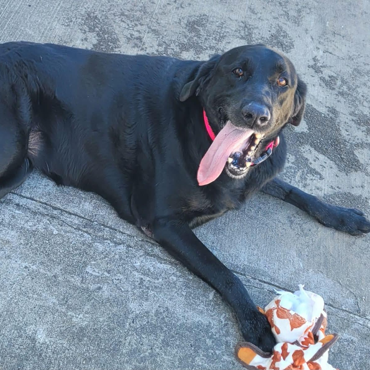 Enlarge Abby! Happy Senior Girl!, an adopted Labrador Retriever in Meriden, CT image 2/6