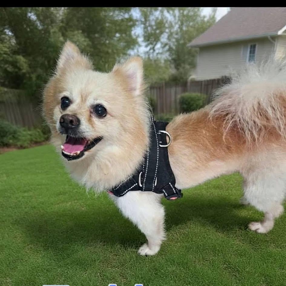 TEDDY, Adopted, Adult Male Pomeranian.
