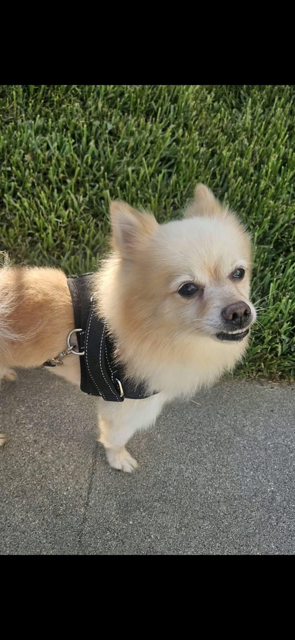 Enlarge TEDDY, a Adopted Pomeranian in Langley, BC image 4/4
