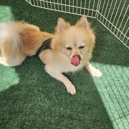 Enlarge TEDDY, a Adopted Pomeranian in Langley, BC image 2/4