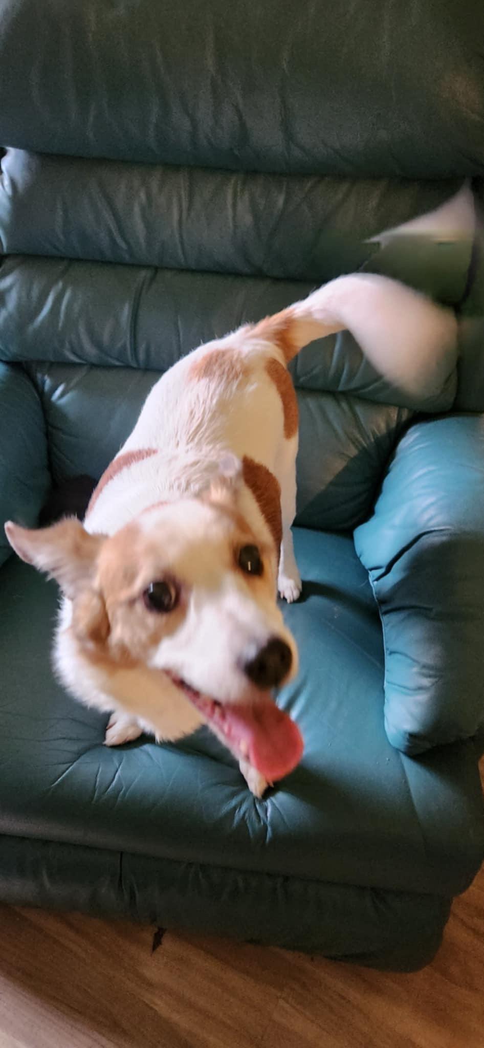 Odie