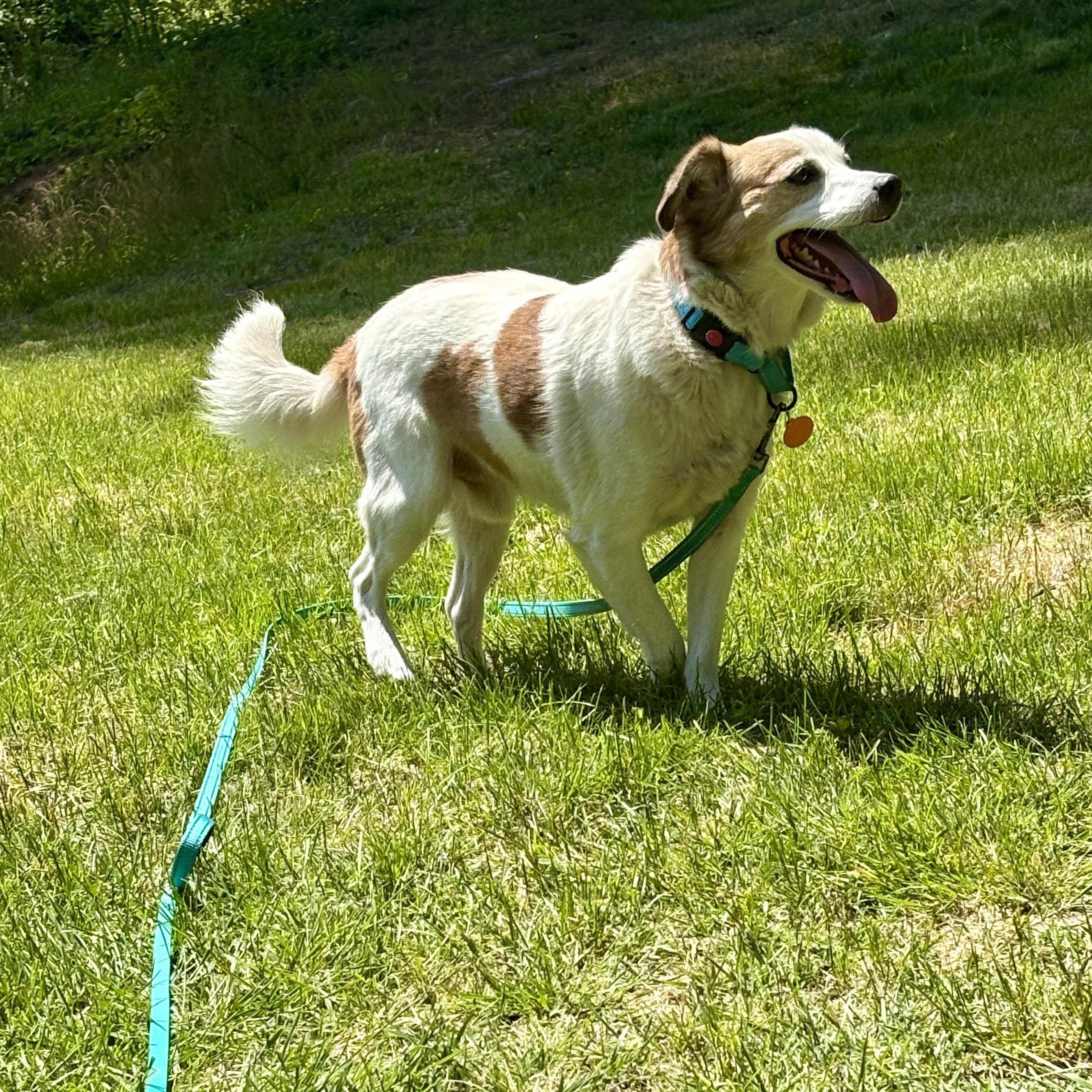 Odie