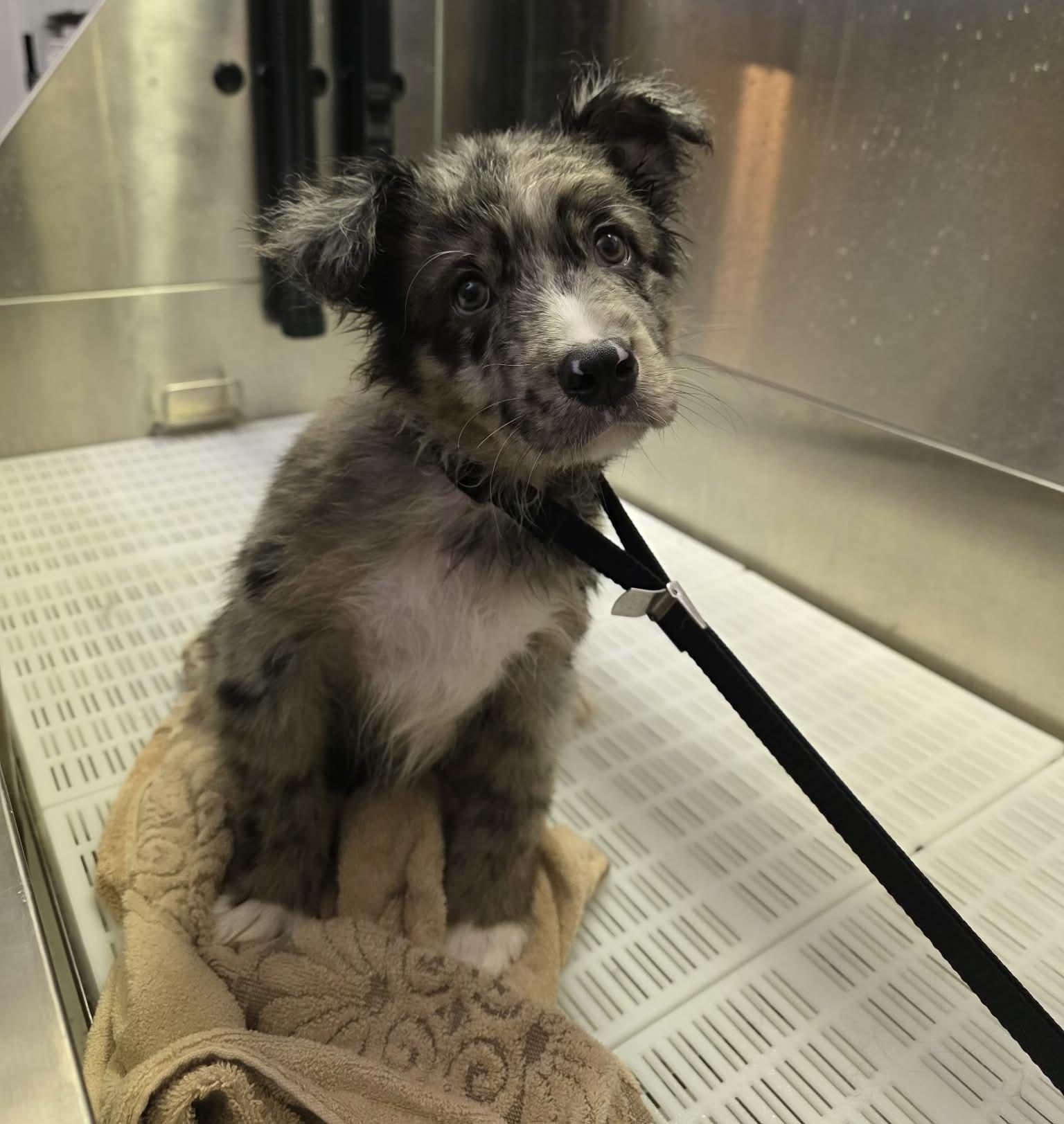 Lucky, Adoptable, Puppy Male Aussiedoodle & Mixed Breed.