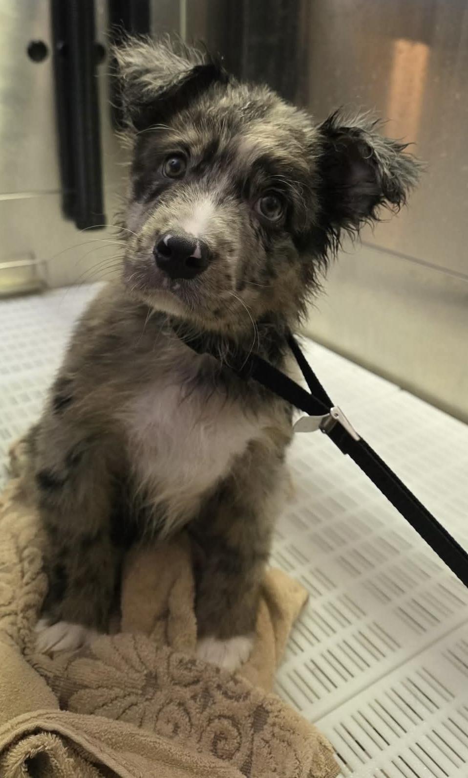 Enlarge Lucky, a Adoptable mixed breed in Eatontown, NJ image 3/3