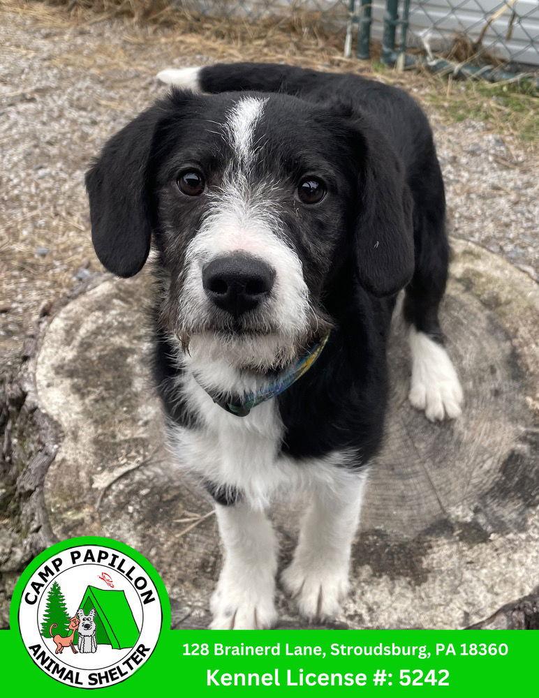 Enlarge Will, a Adopted mixed breed in Stroudsburg, PA image 1/1