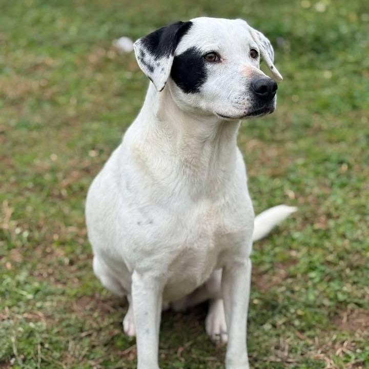Spot, Adoptable, Adult Female Hound & Mixed Breed.