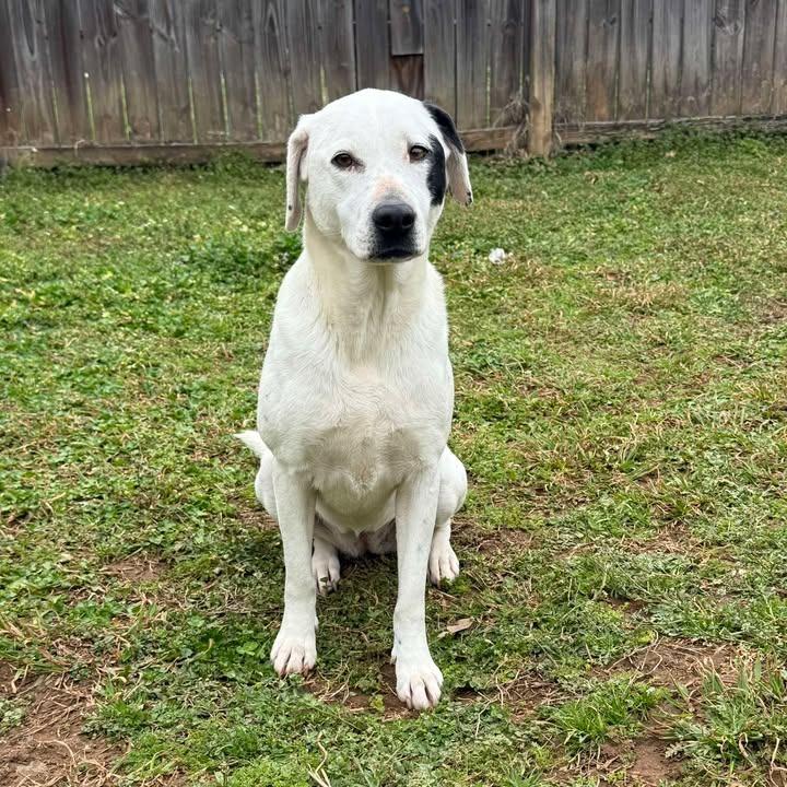Enlarge Spot, a Adoptable mixed breed in Starkville, MS image 1/6