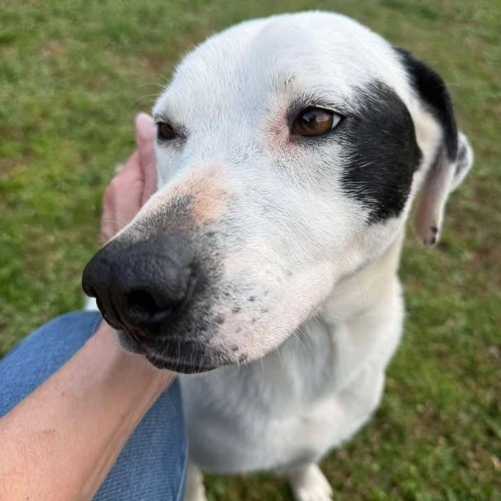Enlarge Spot, a Adoptable mixed breed in Starkville, MS image 2/6