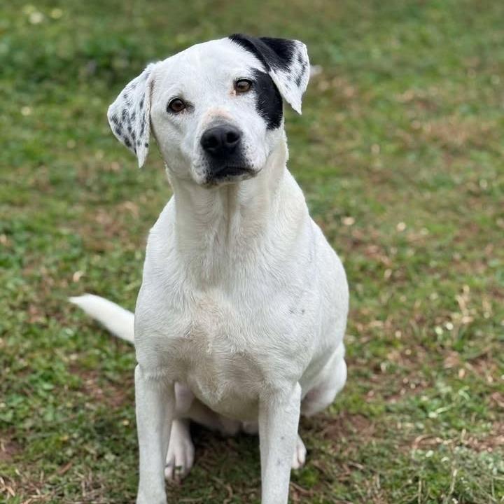 Enlarge Spot, a Adoptable mixed breed in Starkville, MS image 3/6