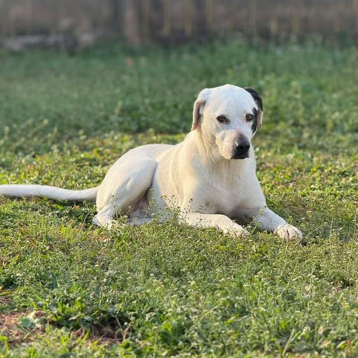 Enlarge Spot, a Adoptable mixed breed in Starkville, MS image 4/6