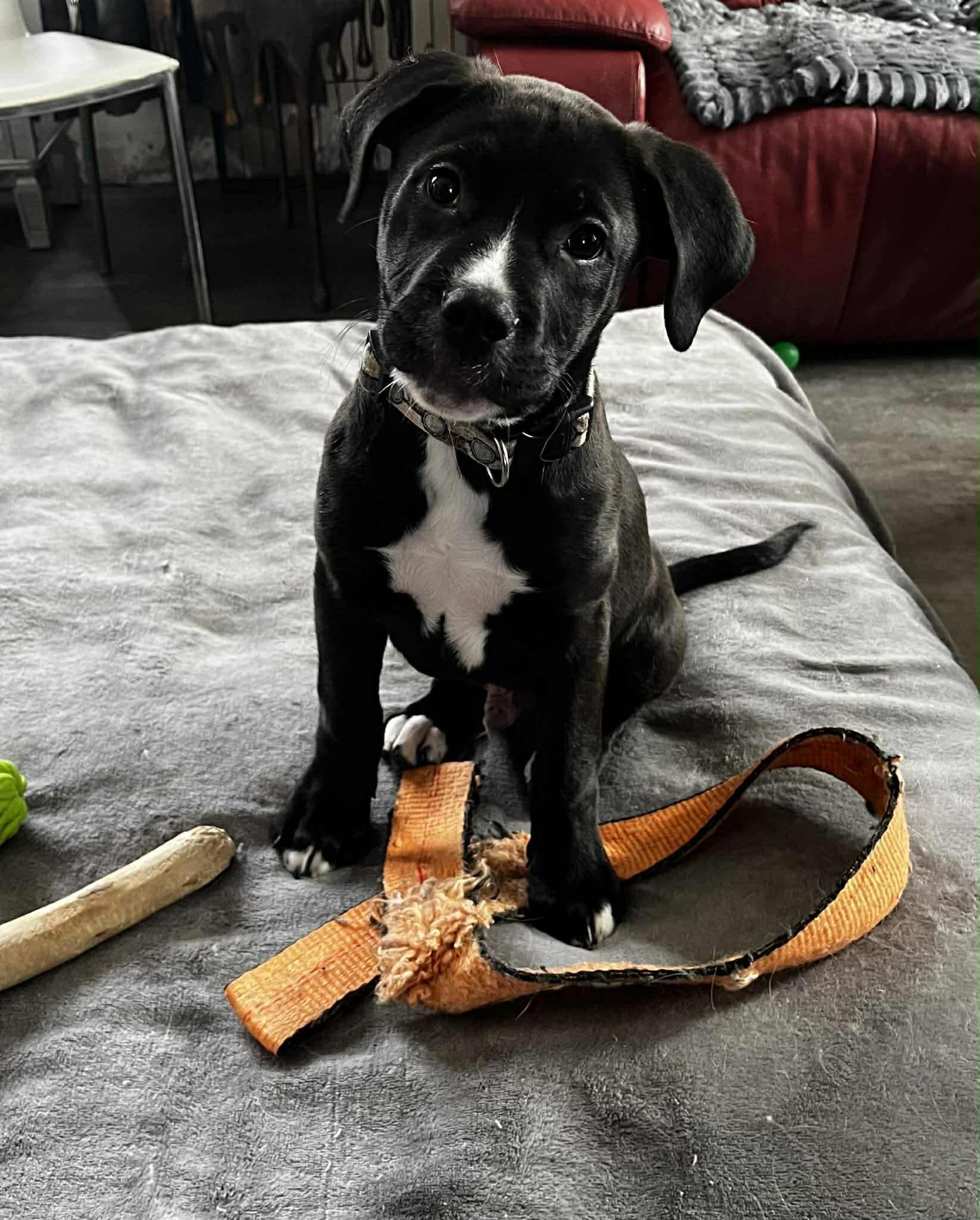 Jake , an adoptable Mastiff in Winnipeg, MB image 2/2