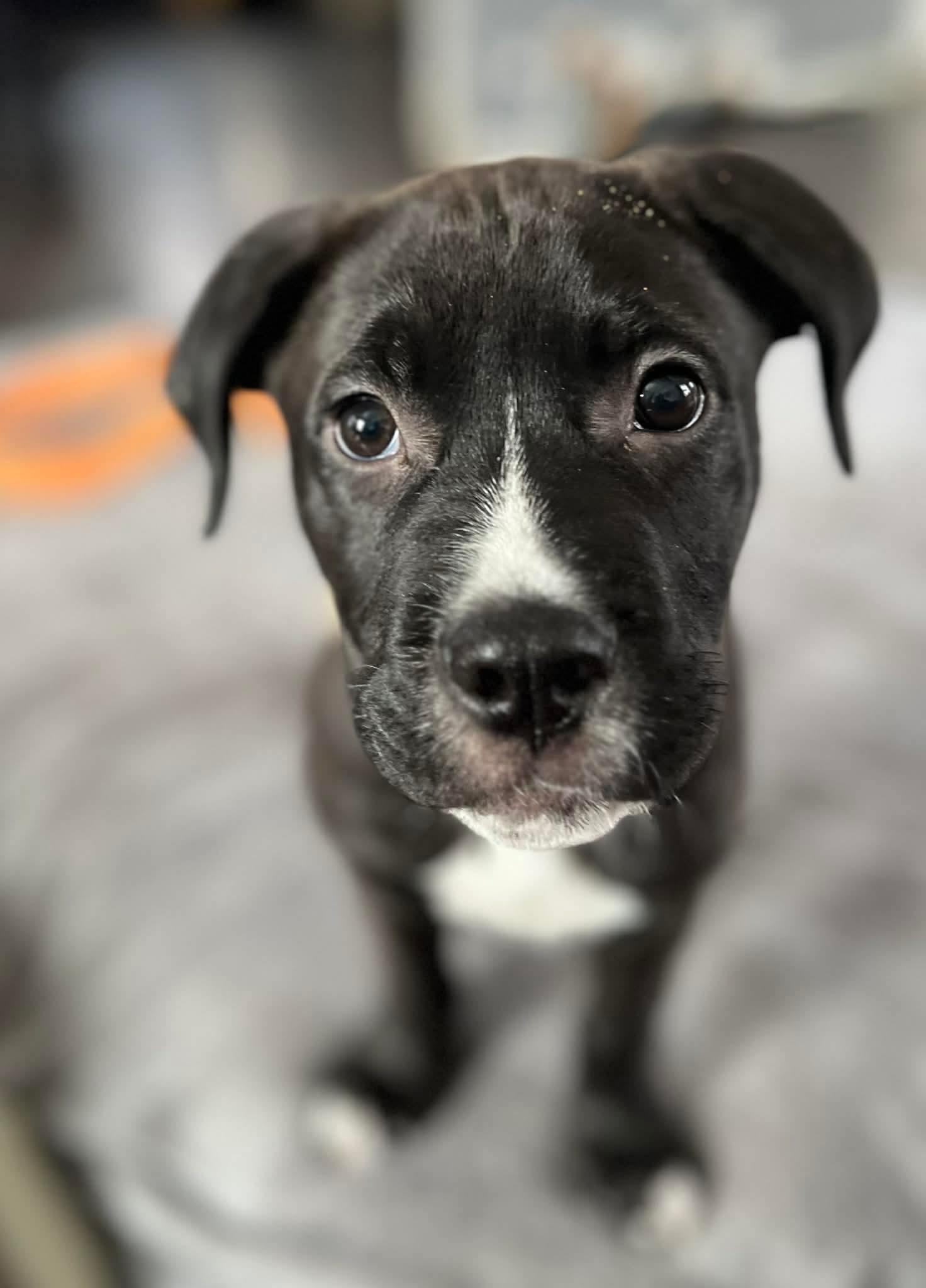 Jake , adoptable, Puppy Male Mastiff.