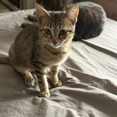 Enlarge DAISY, an adopted Domestic Short Hair in Puyallup, WA image 1/3