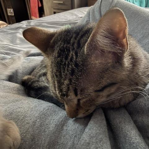 Enlarge DAISY, an adopted Domestic Short Hair in Puyallup, WA image 2/3
