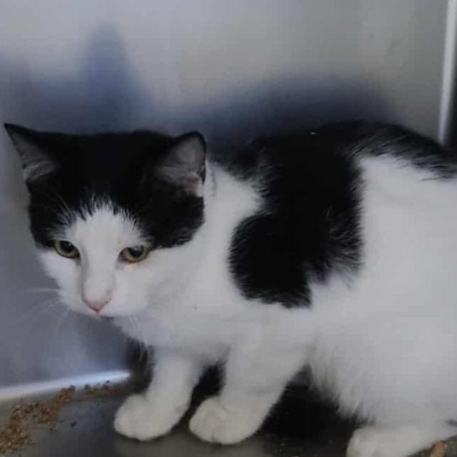 Slinky, Adoptable, Kitten Male Domestic Short Hair.