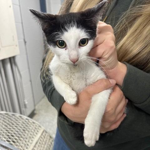 Enlarge Slinky, a Adoptable Domestic Short Hair in Coos Bay, OR image 2/2