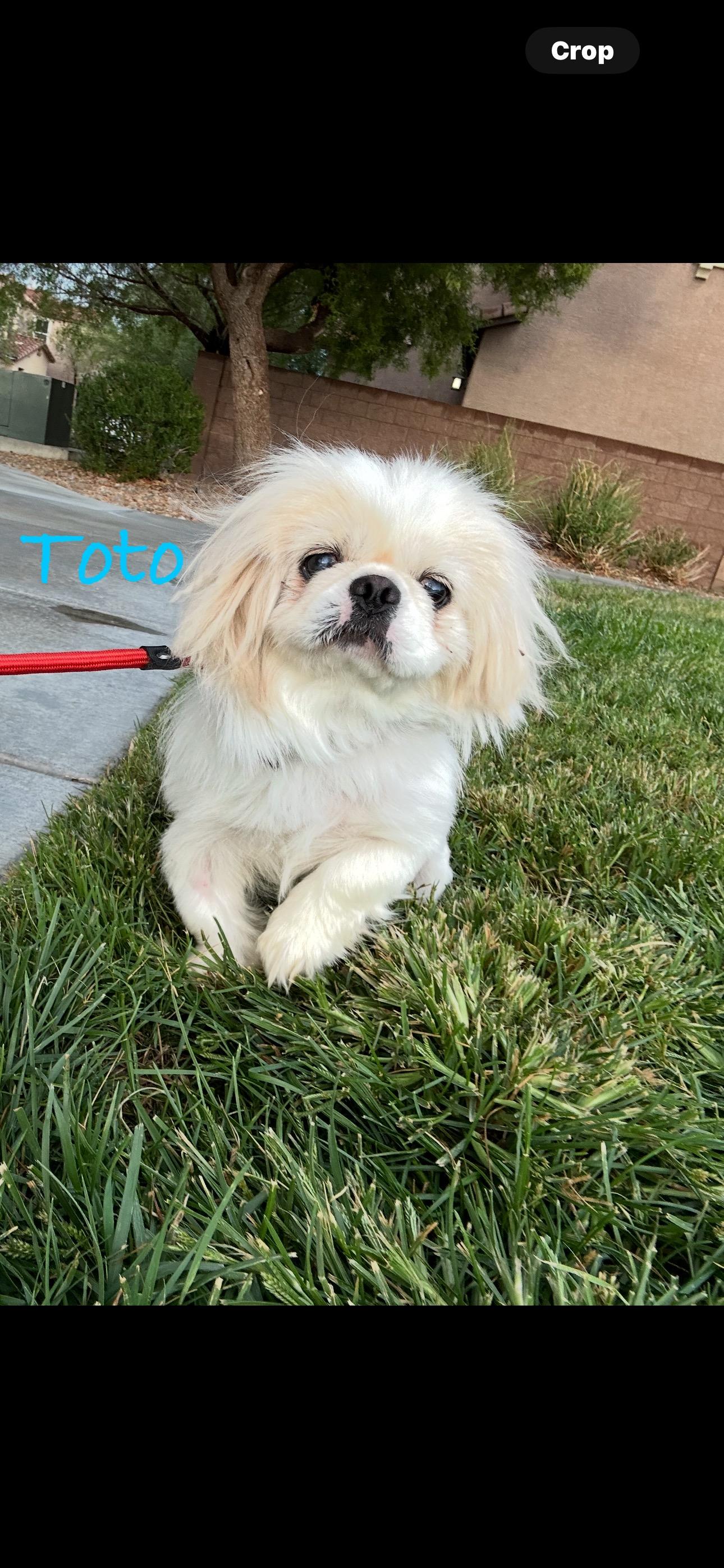 Toto