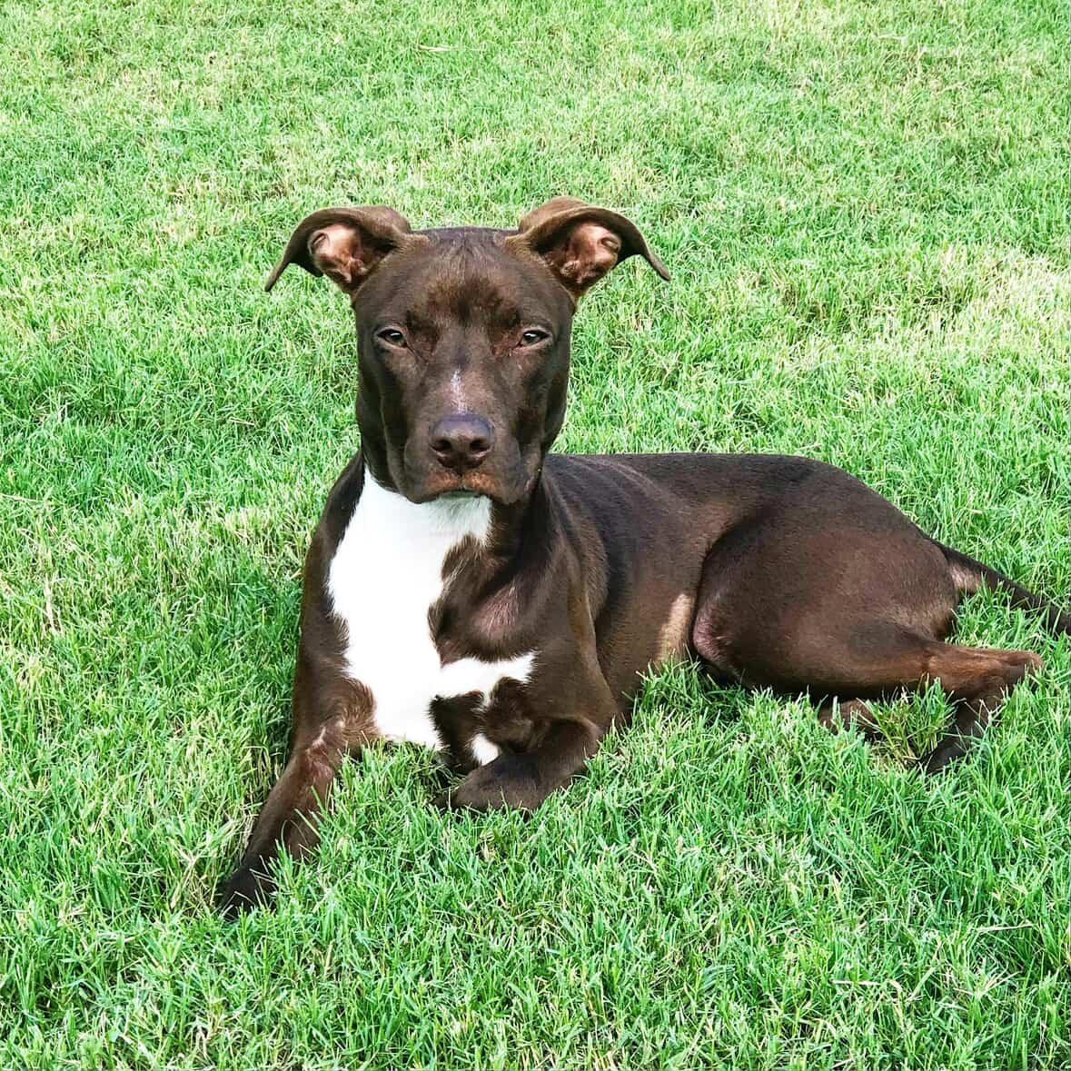 Reighn, a ADOPTABLE mixed breed in Memphis, TN image 1/3