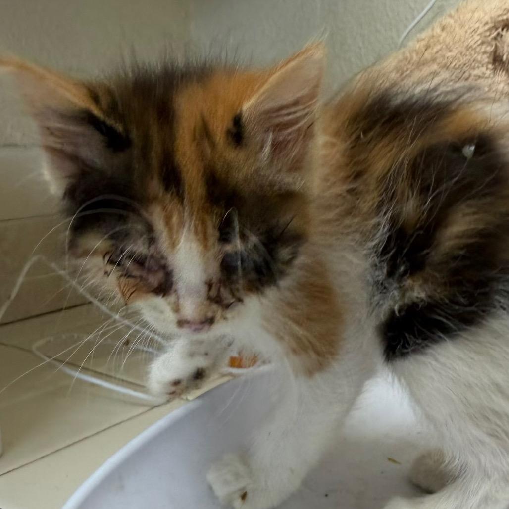 Poppy, Adoptable, Kitten Female Domestic Long Hair.