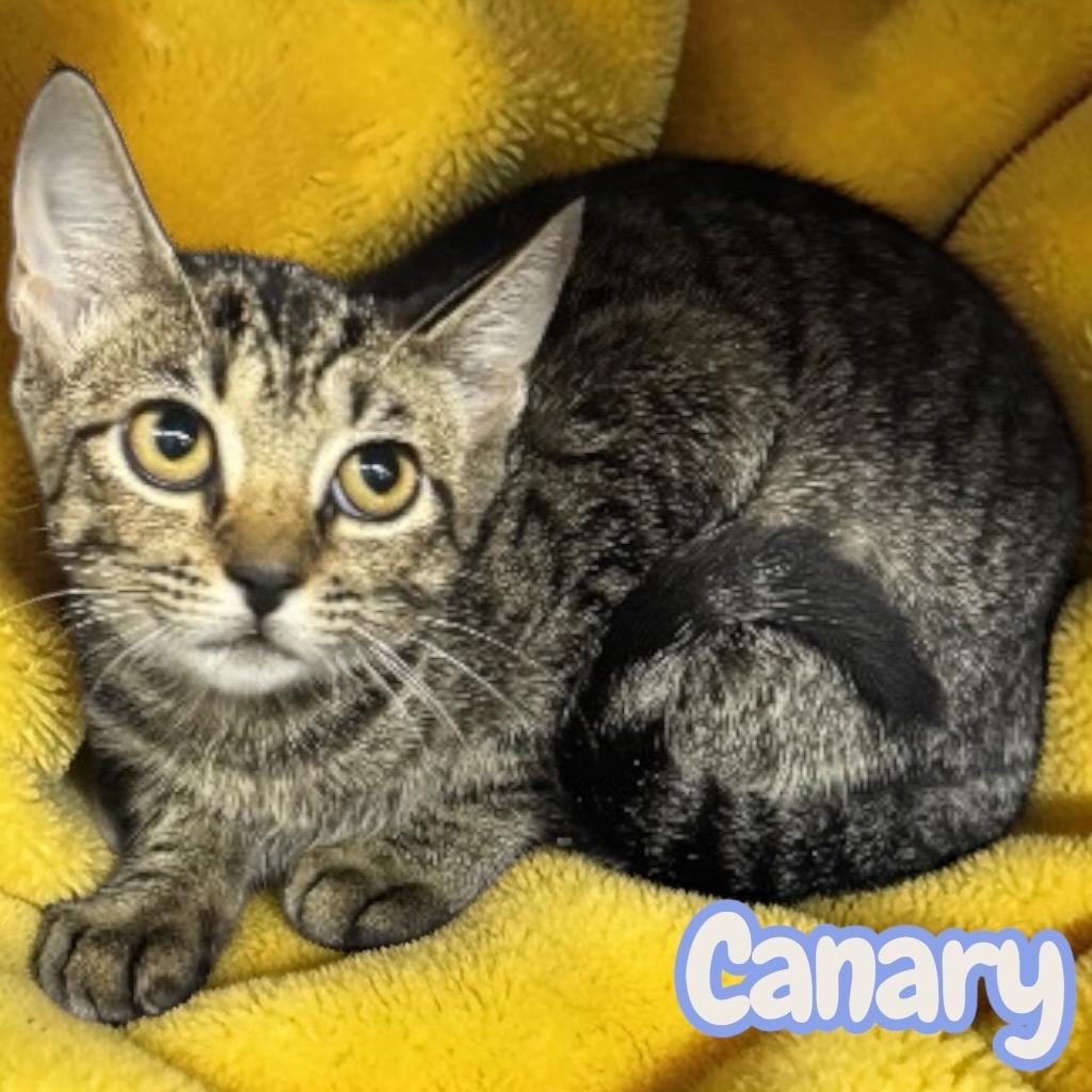 Canary, Adoptable, Kitten Female Domestic Short Hair.