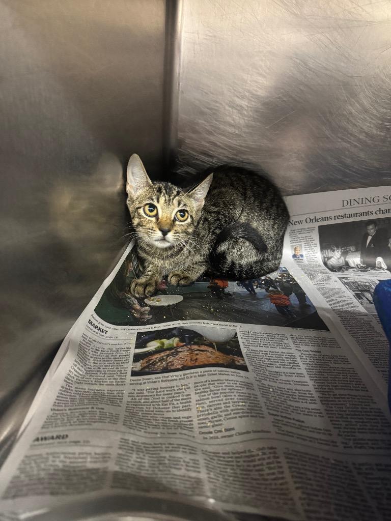 Enlarge Canary, a Adoptable Domestic Short Hair in Sorrento, LA image 2/2