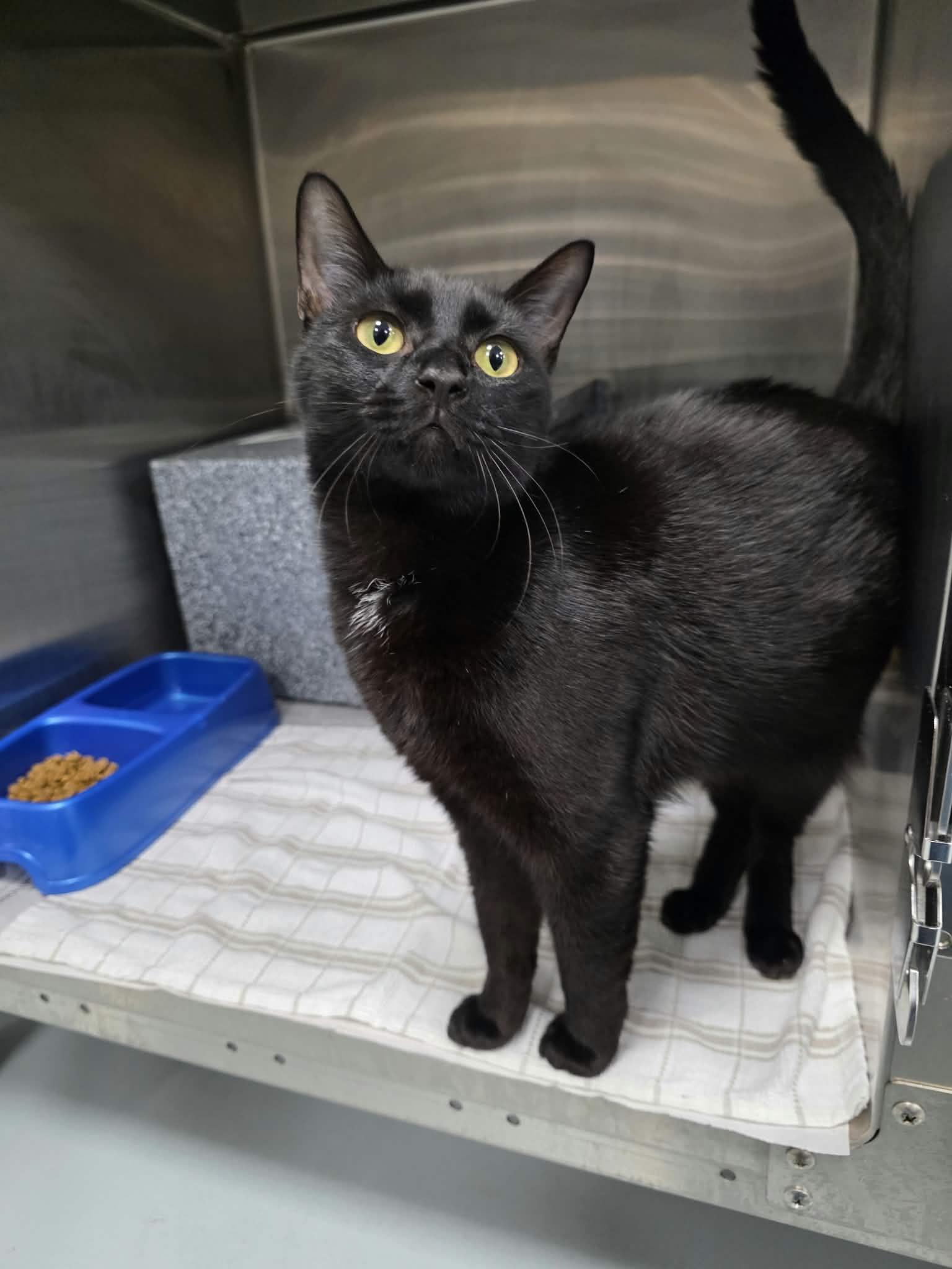 Enlarge Doug, a Adoptable Domestic Short Hair in Umatilla, FL image 4/4