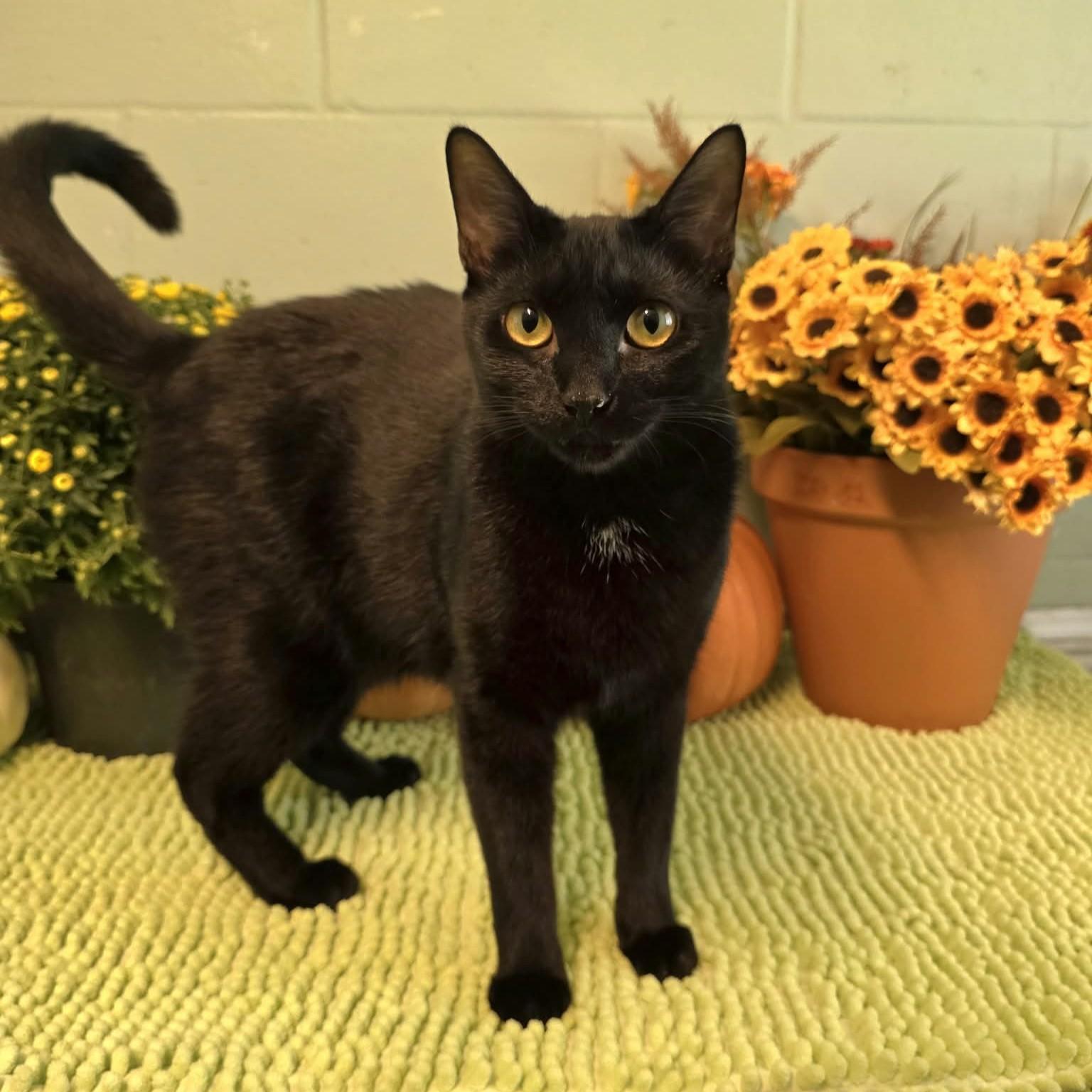 Enlarge Doug, a Adoptable Domestic Short Hair in Umatilla, FL image 2/4