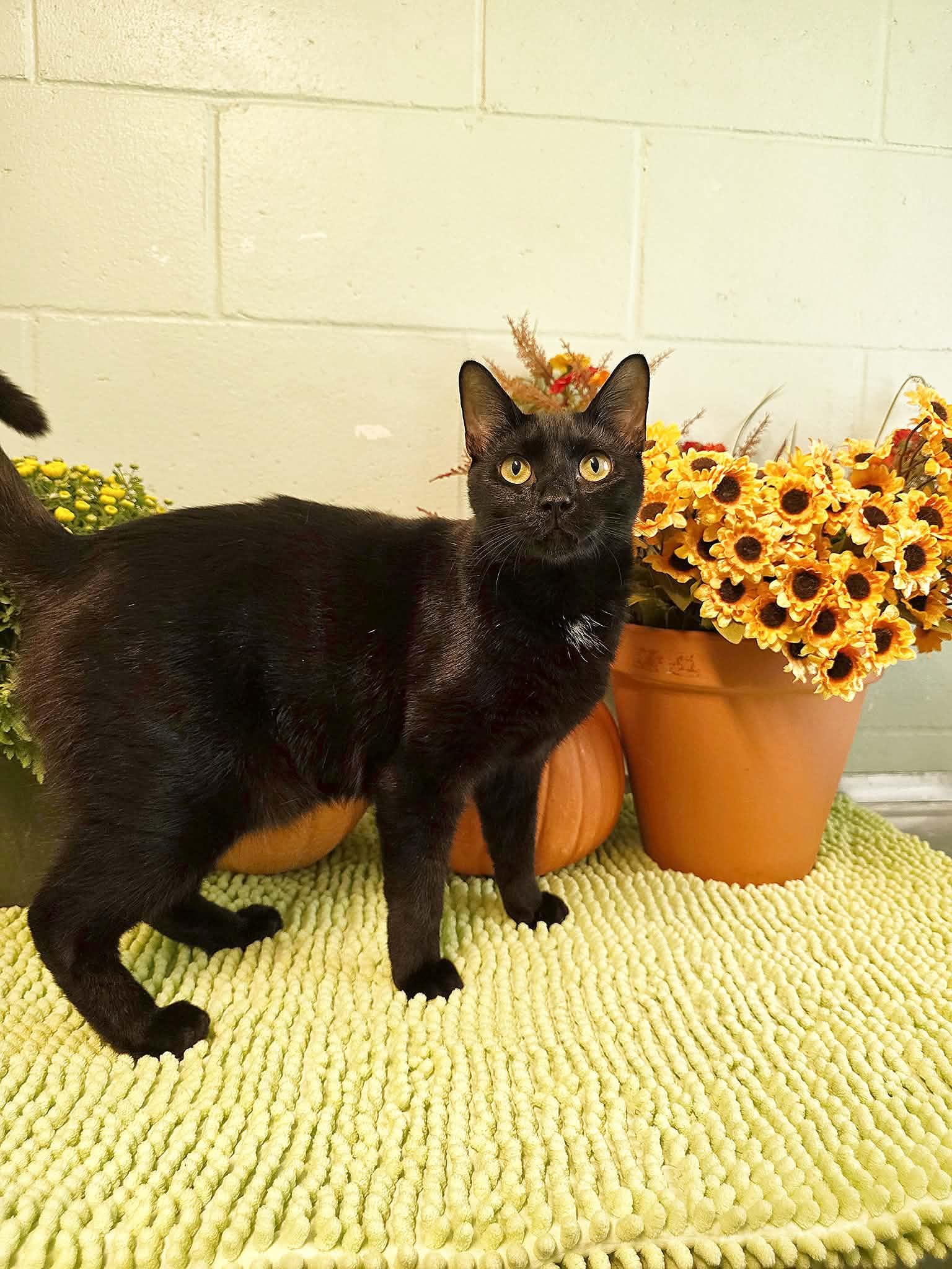 Enlarge Doug, a Adoptable Domestic Short Hair in Umatilla, FL image 3/4