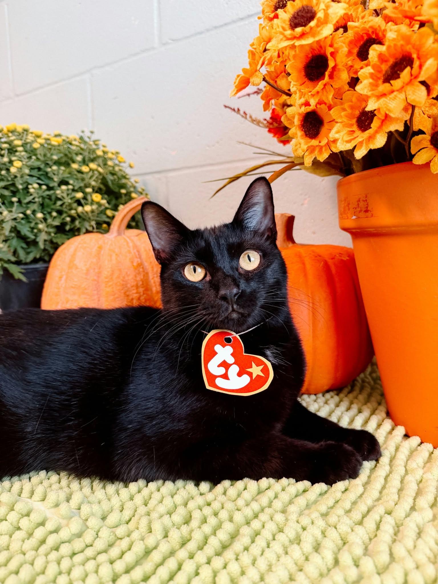 Doug, Adoptable, Young Male Domestic Short Hair.