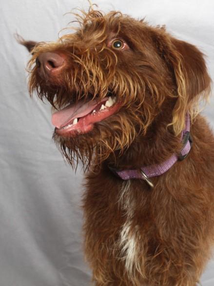 SKY CANELA, Adoptable, Young Female German Wirehaired Pointer.