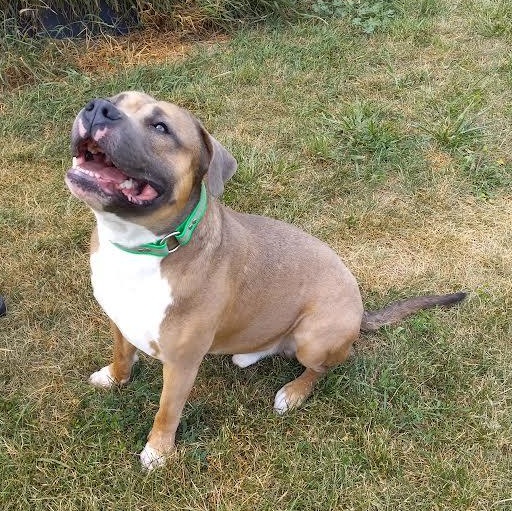 Colonel Klink, Adult Male American Bully