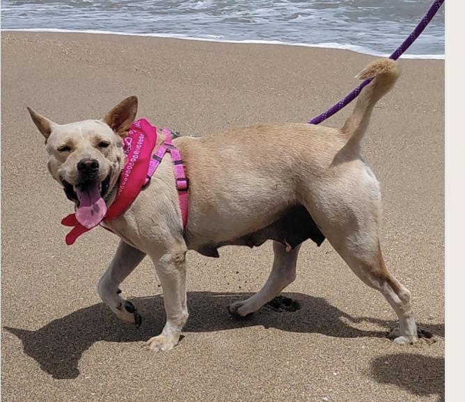Enlarge Cinnamon Sugar - The Sweetest Ever, a Adoptable mixed breed in Coral Springs, FL image 1/6