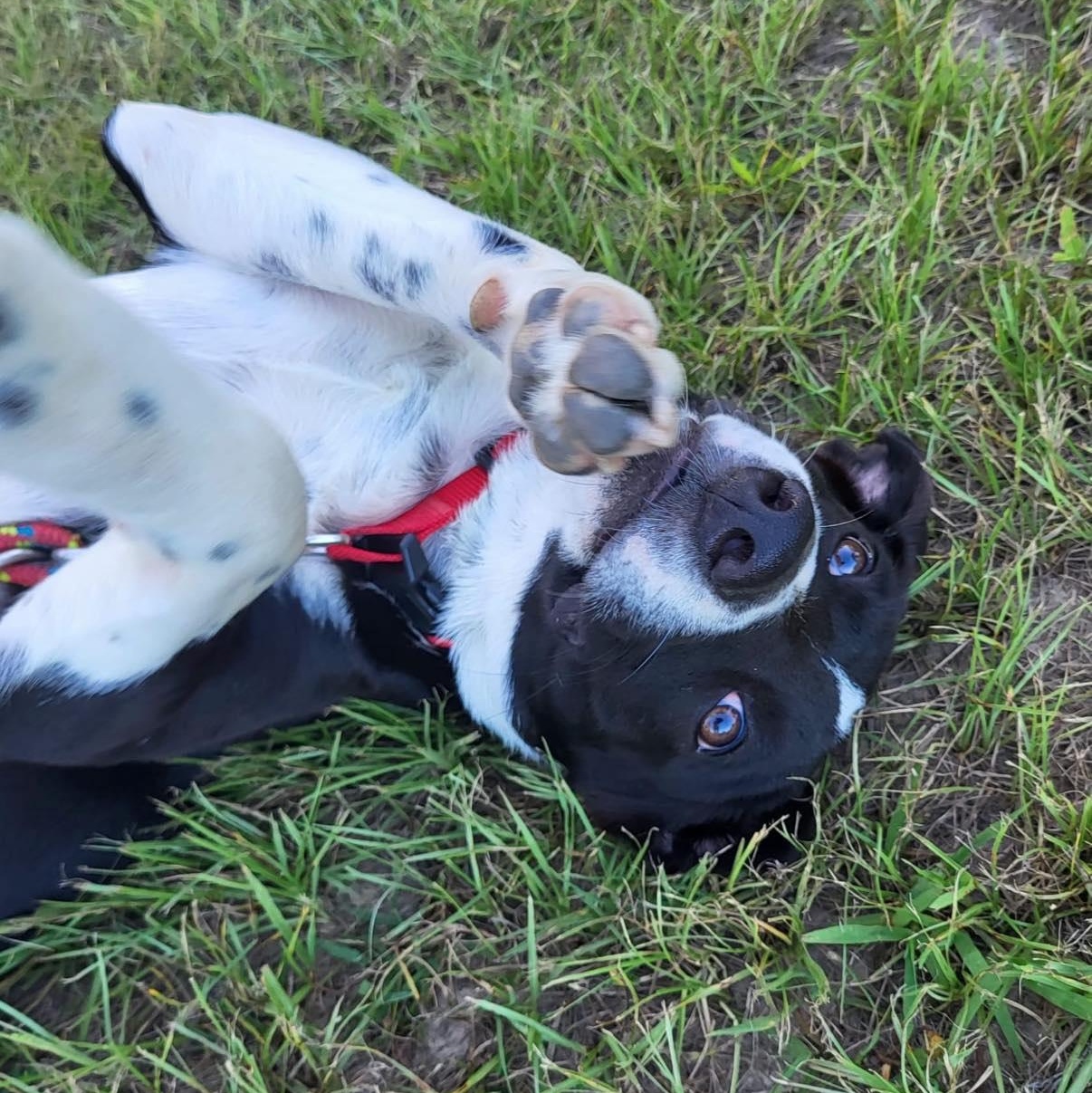 Mason, an adoptable Border Collie, Labrador Retriever in Fargo, ND, 58102 | Photo Image 1