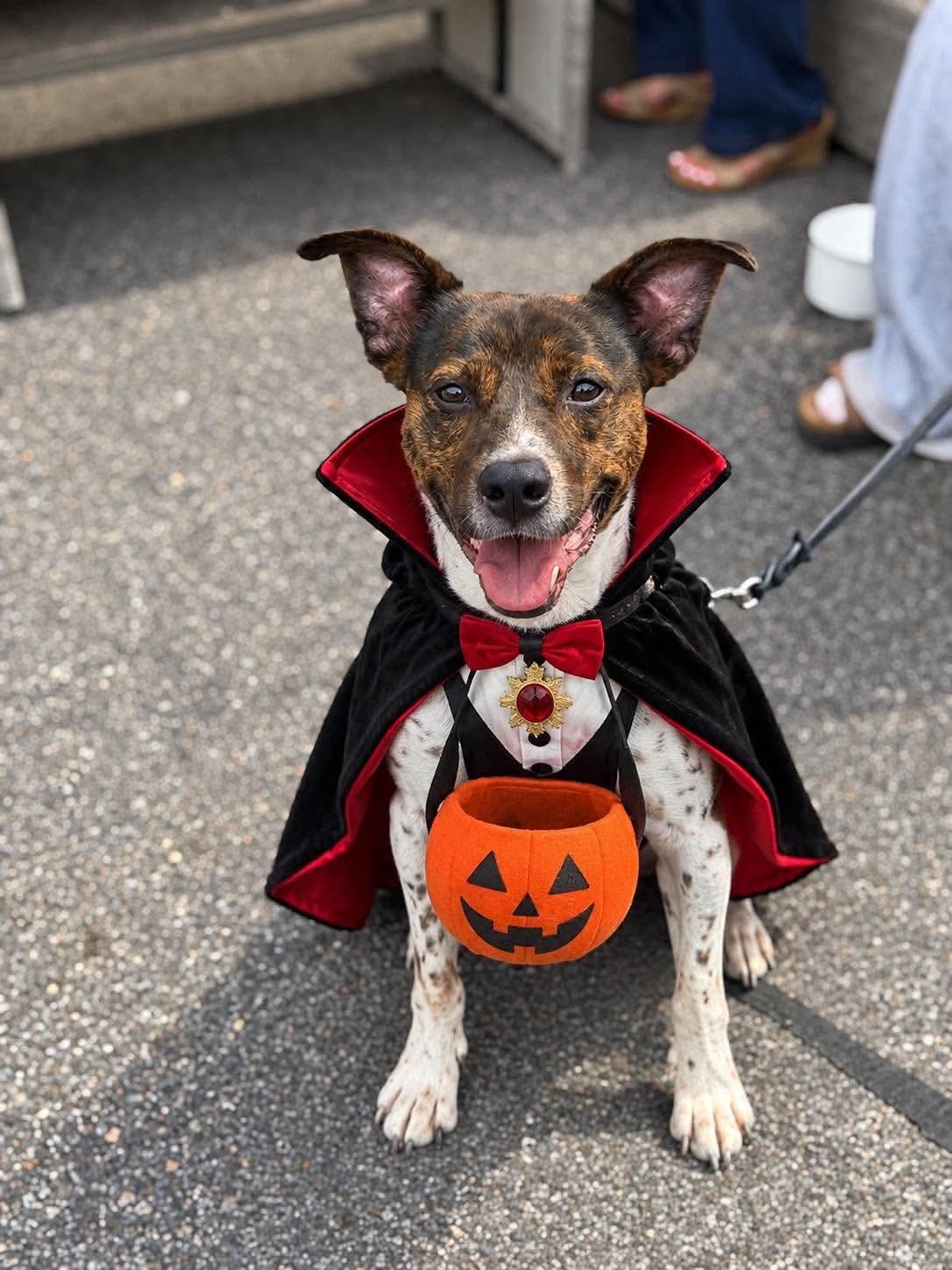Coquito (Foster or Adopter needed!), Adoptable, Young Male Terrier & Pointer.