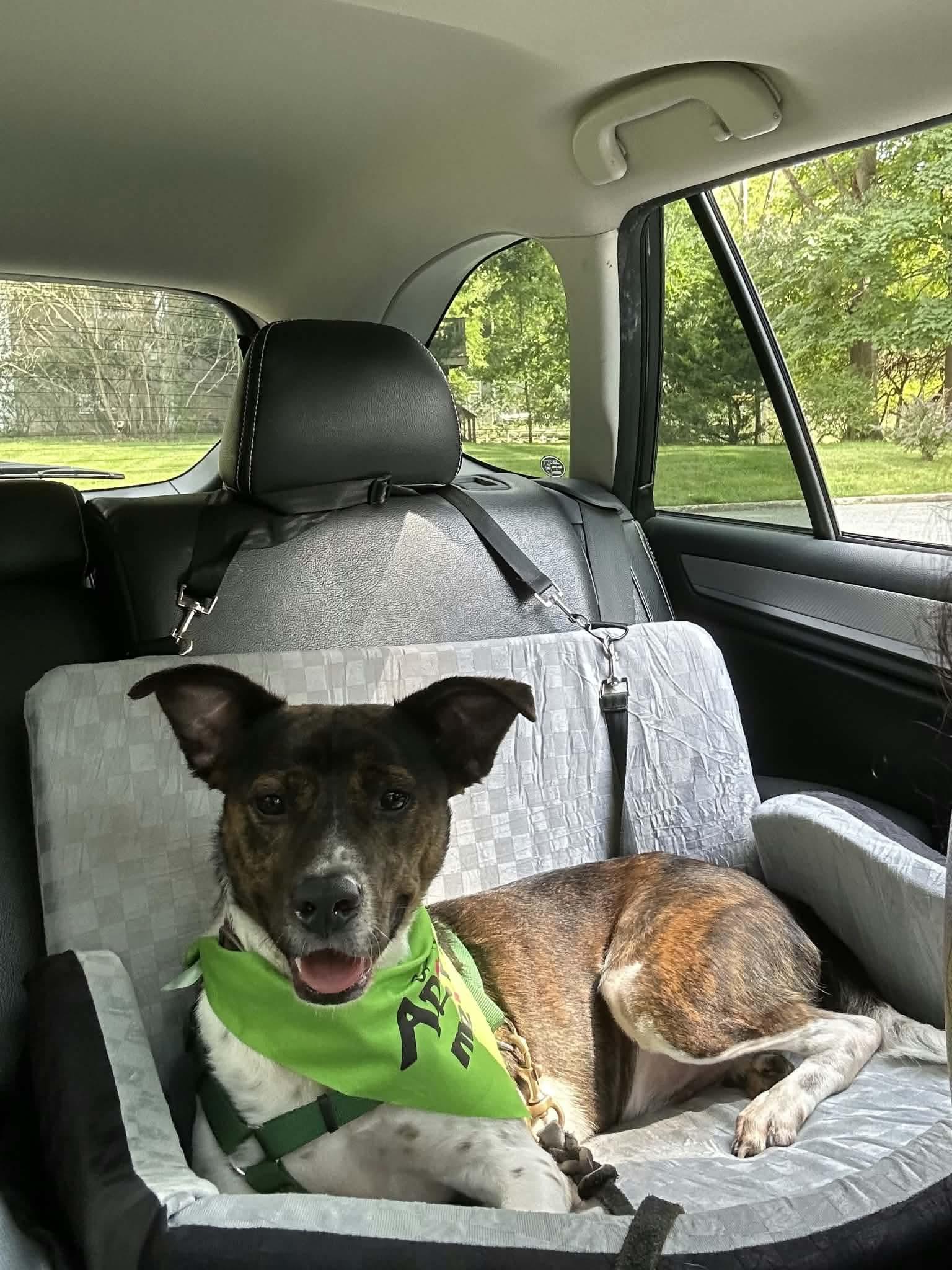 Enlarge Coquito (Foster or Adopter needed!), a Adoptable mixed breed in Westwood, NJ image 2/3