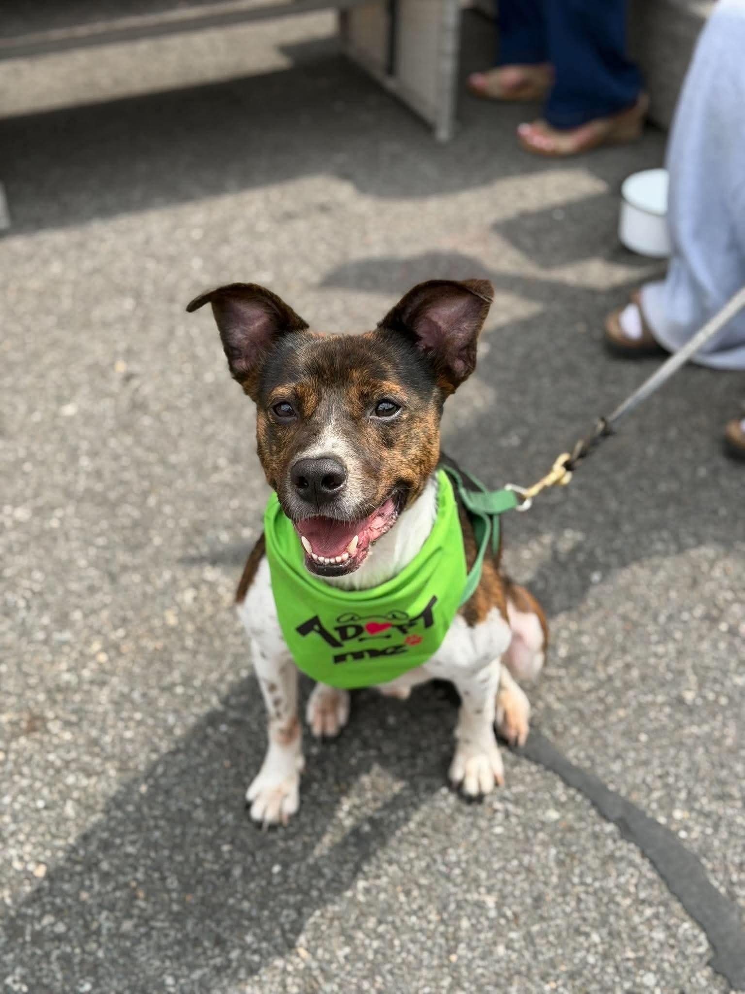 Enlarge Coquito (Foster or Adopter needed!), a Adoptable mixed breed in Westwood, NJ image 3/3