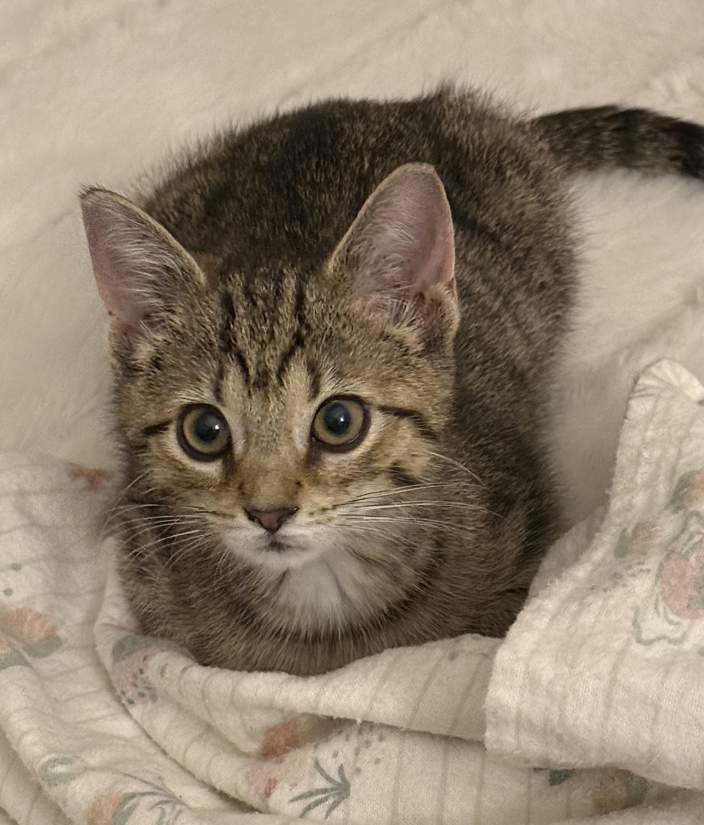 Stella, an adopted Domestic Short Hair in CANONSBURG, PA image 1/5