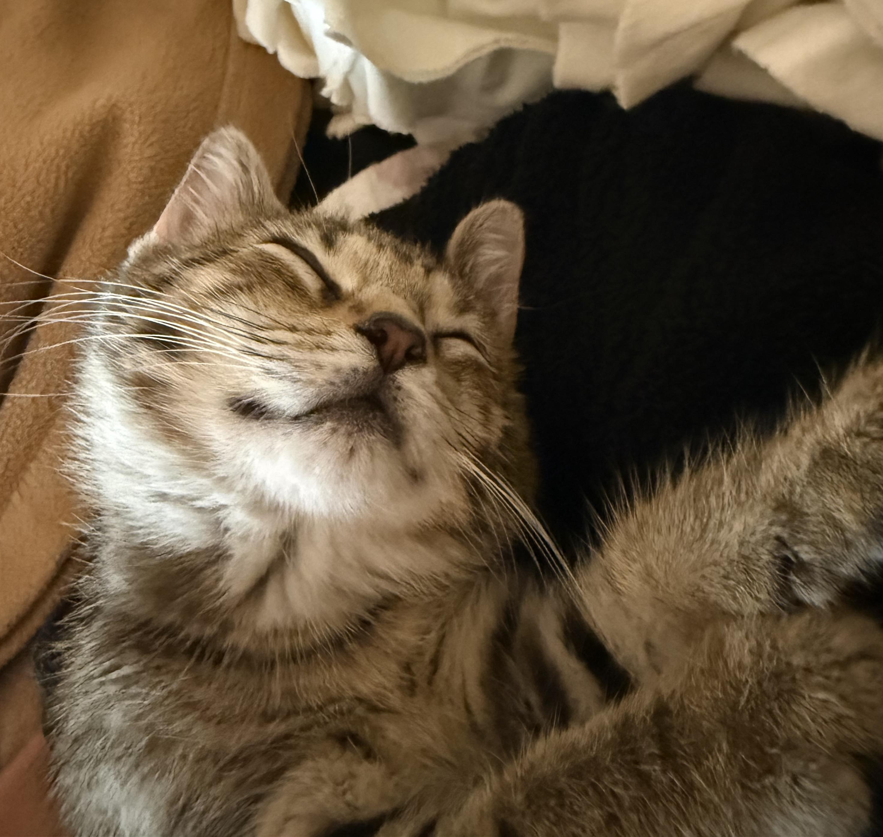 Stella, an adopted Domestic Short Hair in CANONSBURG, PA image 5/5