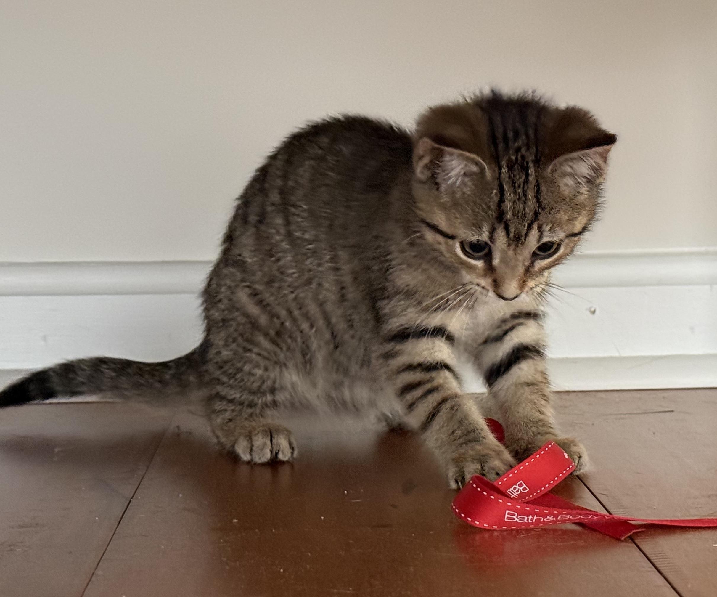 Stella, an adopted Domestic Short Hair in CANONSBURG, PA image 4/5
