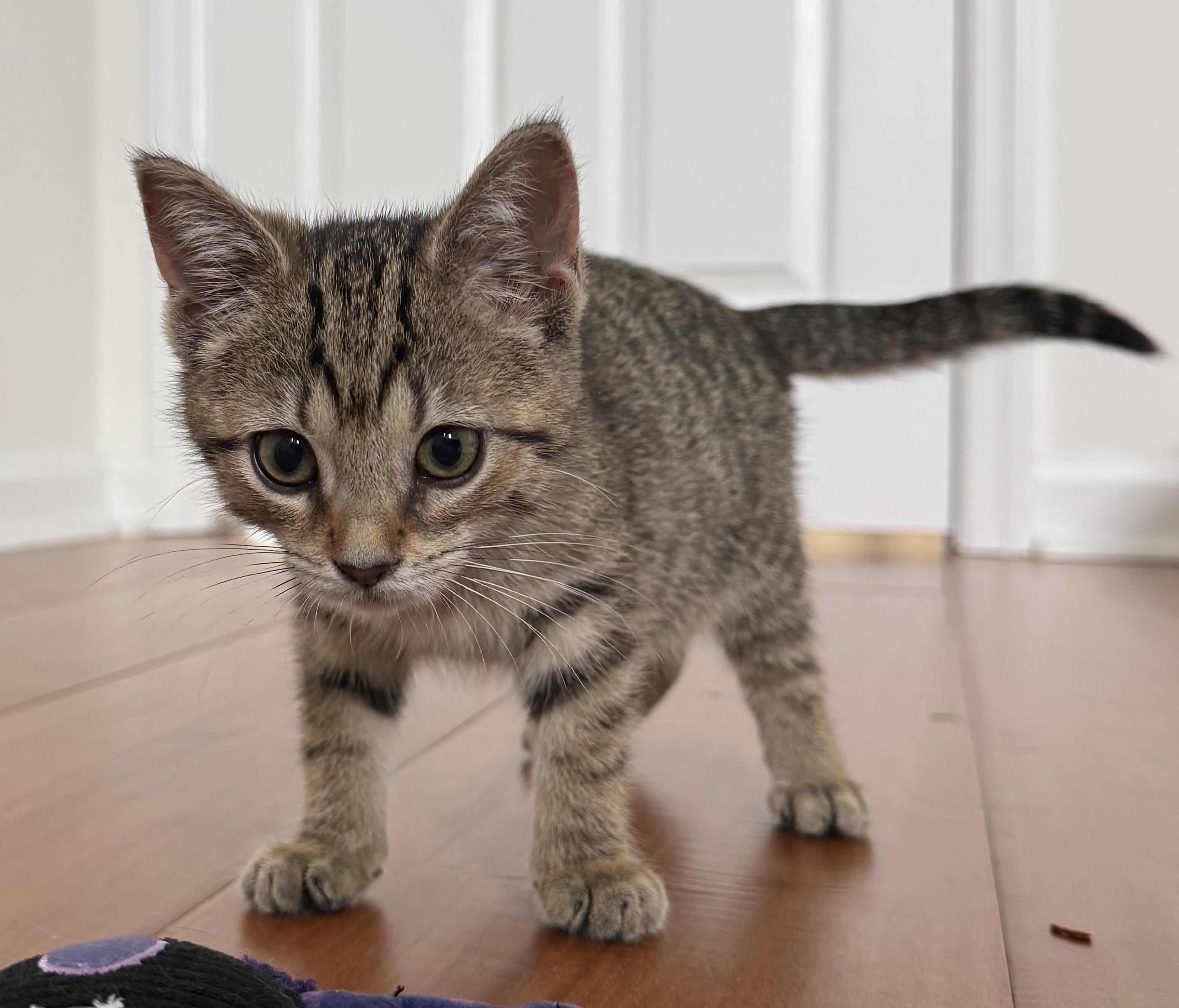 Stella, an adopted Domestic Short Hair in CANONSBURG, PA image 2/5