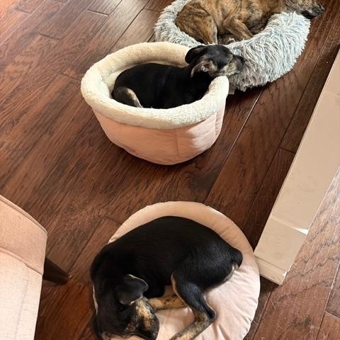 Enlarge Poppy, a Adoptable mixed breed in Mount Carroll, IL image 5/6