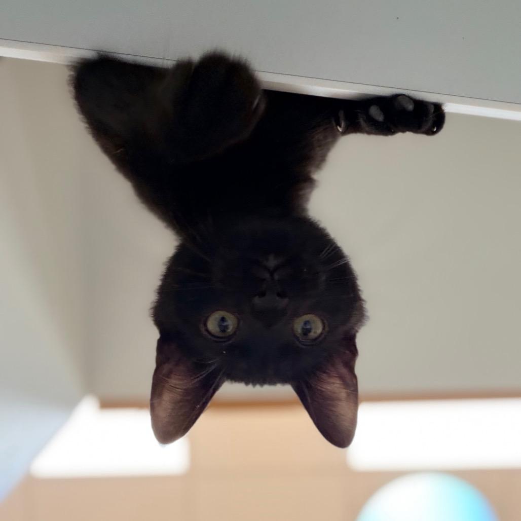 Black Pearl, Adoptable, Kitten Female Domestic Short Hair.