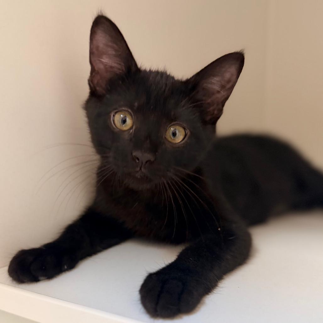 Black Pearl, a Adoptable Domestic Short Hair in Champaign, IL image 2/3